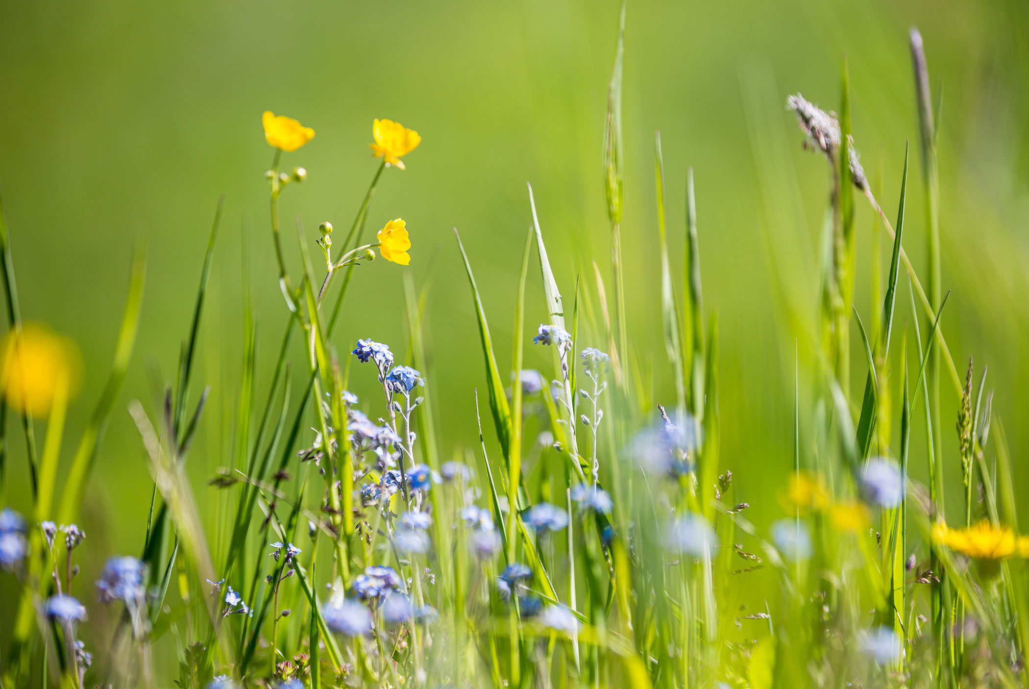 Flowers - Tiefentalhof