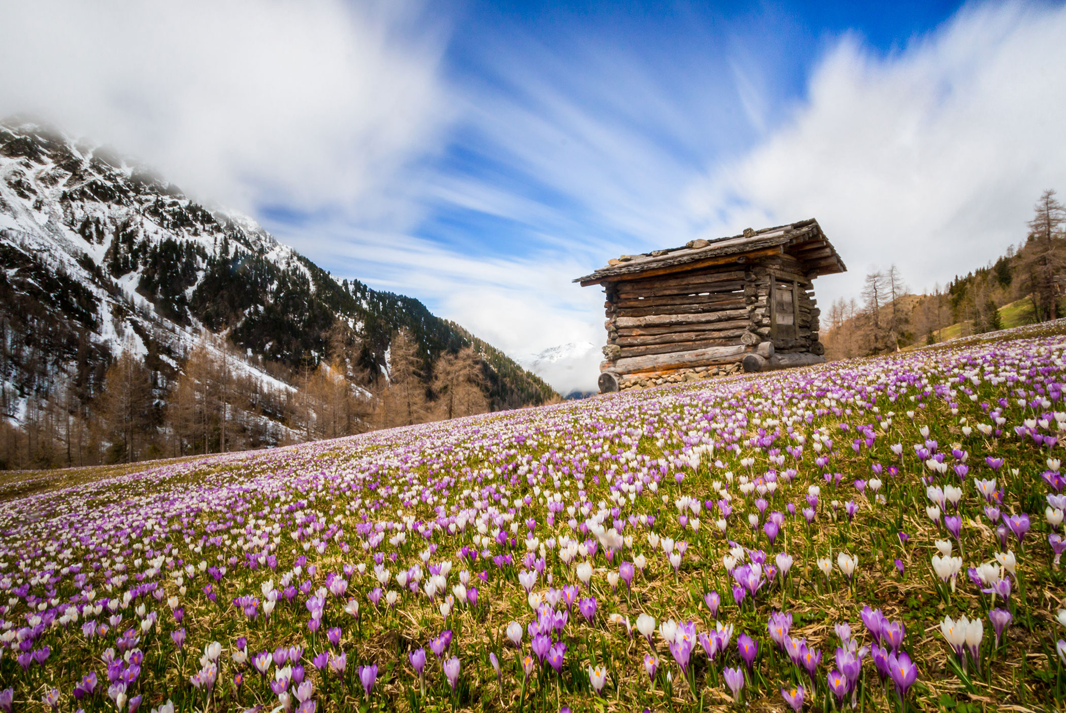 Spring flowers - Tiefentalhof