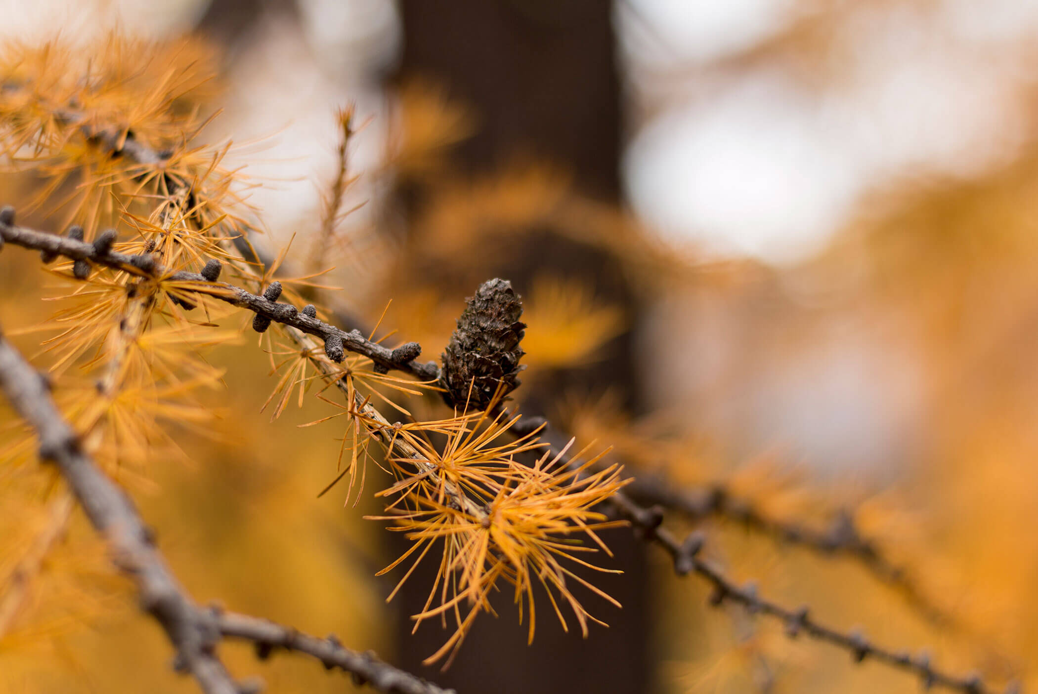 Autumn - Tiefentalhof